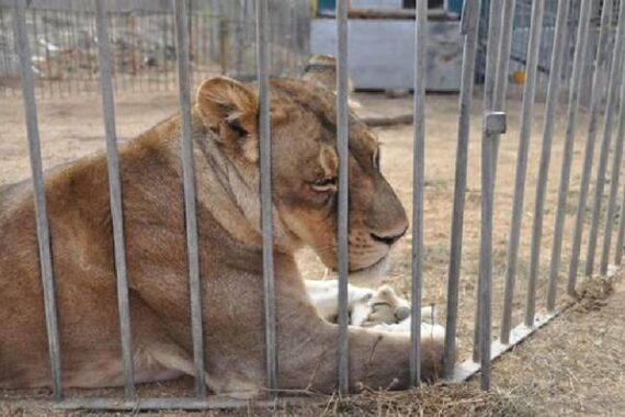 Nuova vergogna in Danimarca: leonessa uccisa e sezionata in pubblico