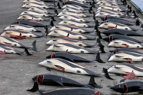 Perchè in Giappone si uccidono le balene: veri motivi