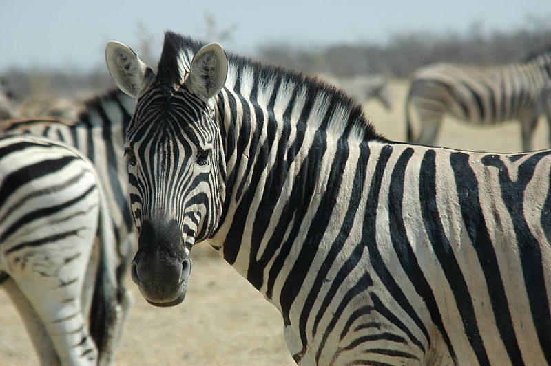 Perchè le zebre hanno le strisce bianconere? Il motivo è sorprendente