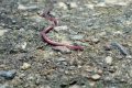 Avvistato il primo mini serpente asiatico in Italia: quali rischi