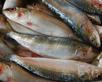 Sardine, grazie a movimento aumentata vendita del pesce