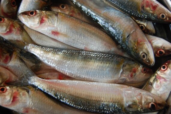 Sardine, grazie a movimento aumentata vendita del pesce