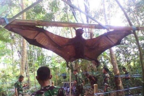 Il pipistrello gigante esiste davvero: le foto inquietanti