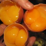 Doppio tuorlo d'uovo: porta fortuna o sfortuna? Cosa dicono leggende