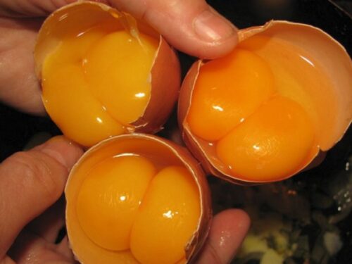 Doppio tuorlo d’uovo: porta fortuna o sfortuna? Cosa dicono leggende
