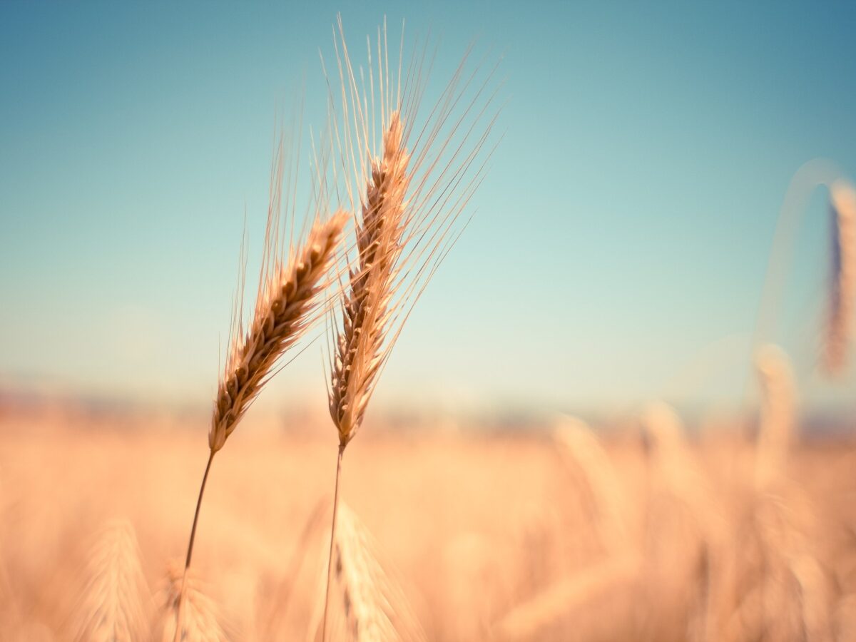 Accordo sul grano: come stanno le cose