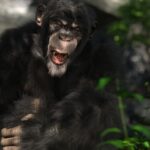 Vaiolo delle scimmie, per OMS è emergenza: ma perché?