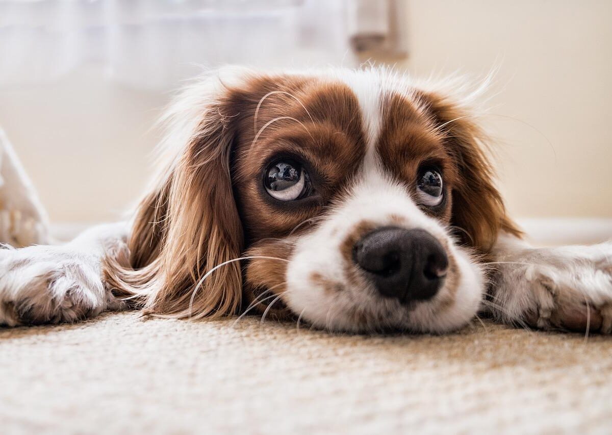 Cos’è la Leishmaniosi e perché è pericolosa per il tuo cane