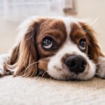 Cos'è la Leishmaniosi e perché è pericolosa per il tuo cane