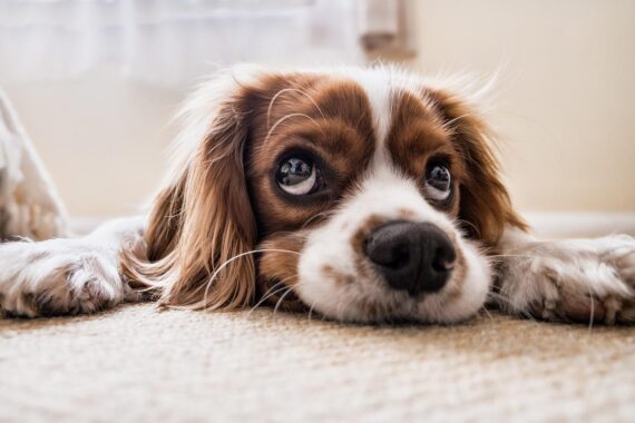 Cos’è la Leishmaniosi e perché è pericolosa per il tuo cane