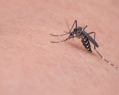 Febbre Dengue dilaga a Singapore: sintomi e cosa rischia l’Italia