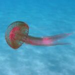 Salento, è allarme medusa rossa luminosa: quali rischi se si viene punti