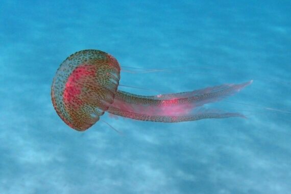 Salento, è allarme medusa rossa luminosa: quali rischi se si viene punti