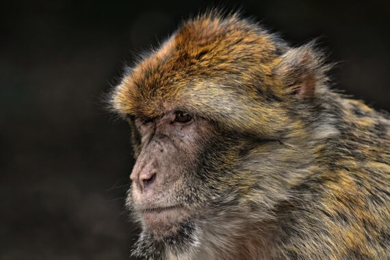 Giappone, scimmie aggrediscono donne e bambini: esperimento finito male?