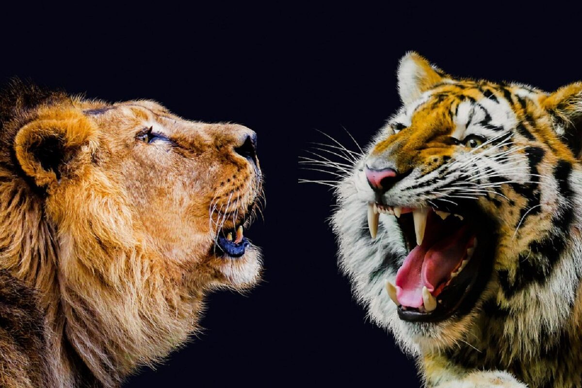 Tigre o Leone, chi è più forte? Il verdetto finale sorprendente