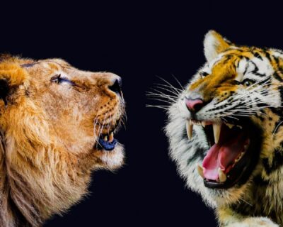 Tigre o Leone, chi è più forte? Il verdetto finale sorprendente