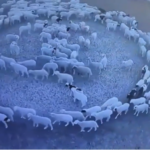 Perché in Mongolia pecore marciano in cerchio da giorni