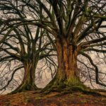 La strana storia dell’albero “zombie”