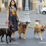 Dog sitter: quanto guadagna e se conviene lavoro per chi ama cani