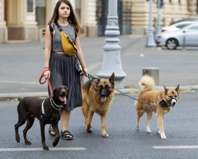 Dog sitter: quanto guadagna e se conviene lavoro per chi ama cani