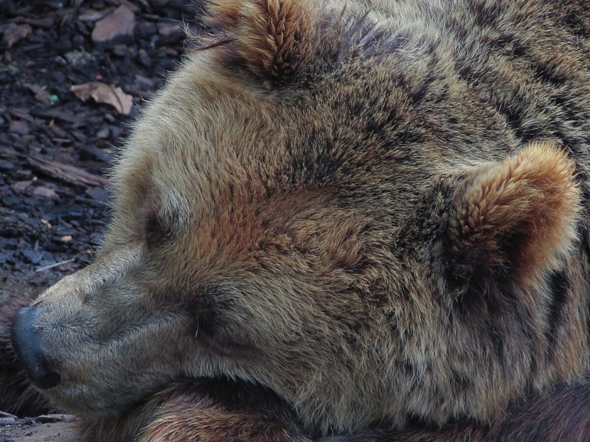 Gli orsi ci salveranno dalla trombosi? Ce lo dice una ricerca