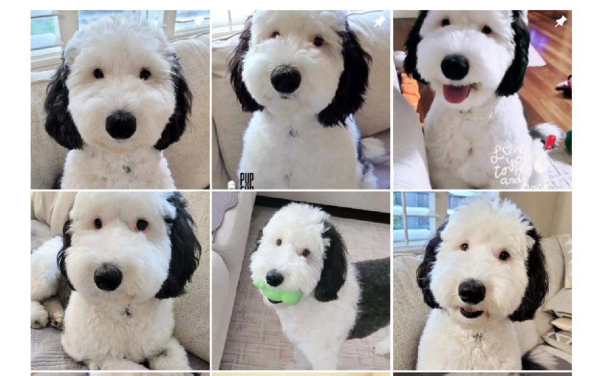 Snoopy esiste davvero: si chiama Bayley ed è una star di Instagram
