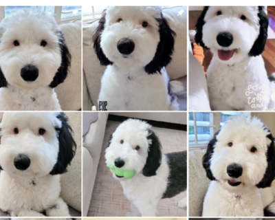 Snoopy esiste davvero: si chiama Bayley ed è una star di Instagram