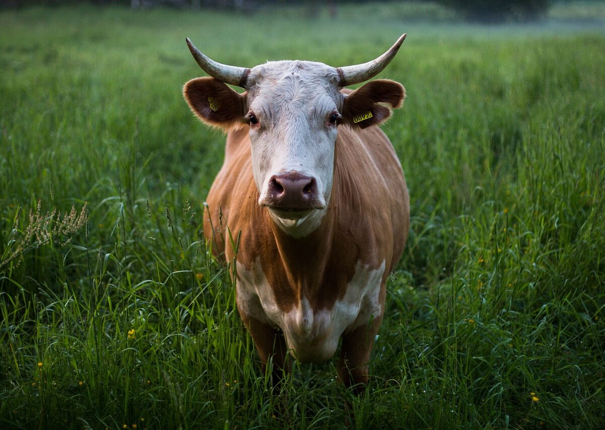 200mila mucche saranno abbattute in nome dell’idiozia Green