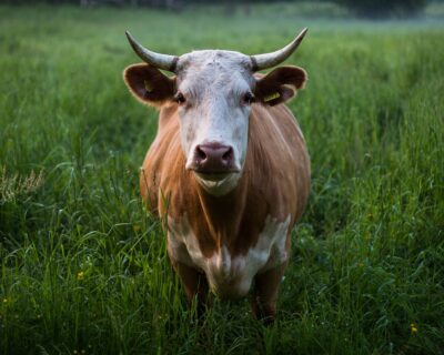 200mila mucche saranno abbattute in nome dell’idiozia Green