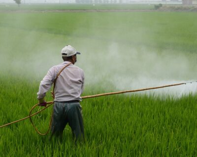 La speculazione green ha distrutto la produzione di riso a Vercelli