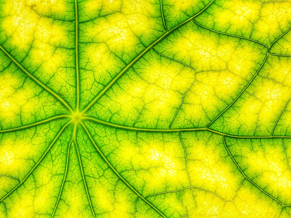 Fotosintesi delle piante, come funziona? Con la meccanica quantistica
