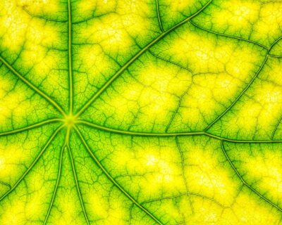 Fotosintesi delle piante, come funziona? Con la meccanica quantistica
