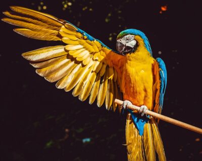 Perché i pappagalli parlano e quali specie lo fanno meglio?