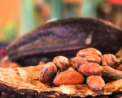 Cacao: il cambiamento climatico ne mette a rischio la produzione