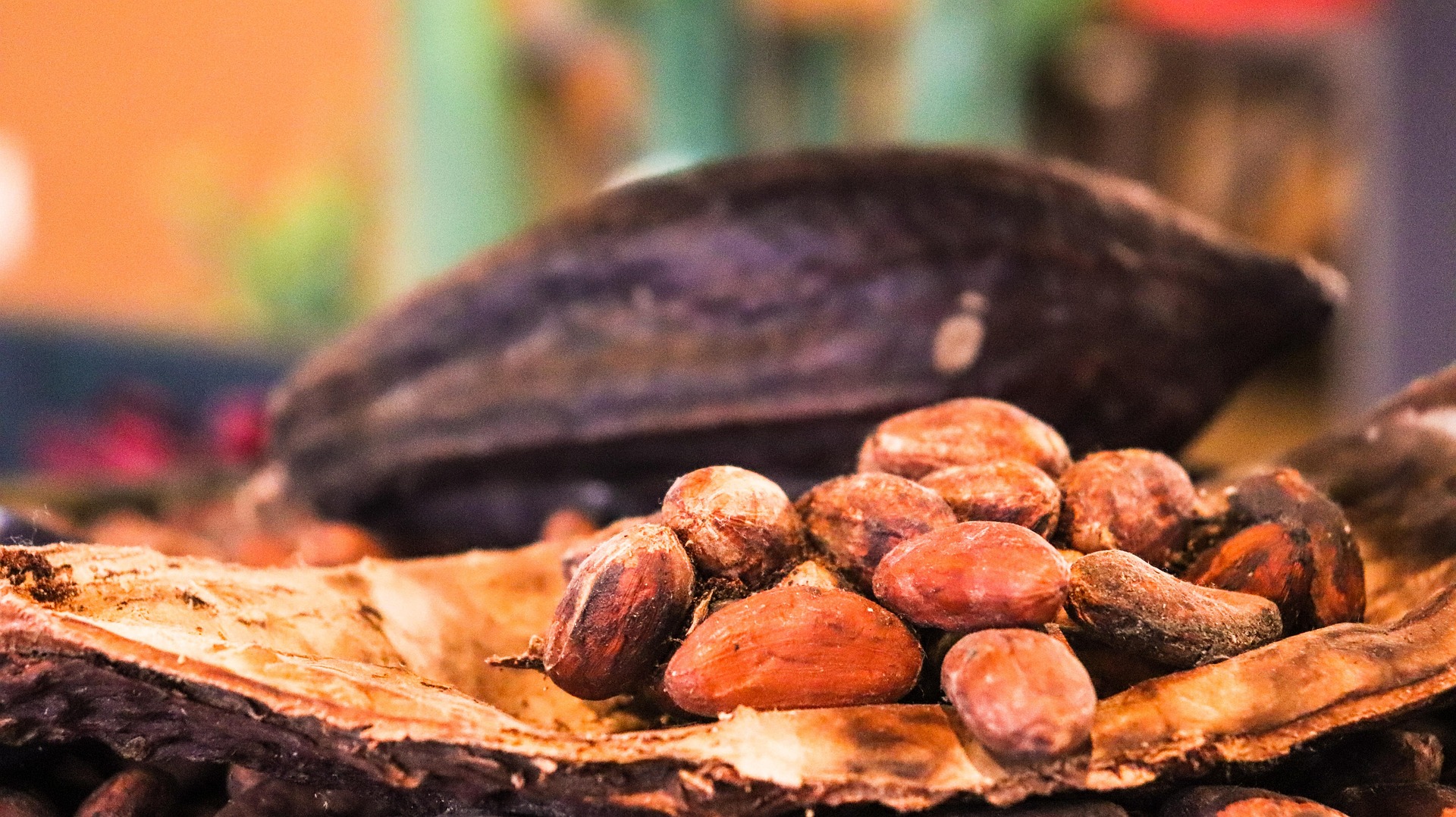 cacao