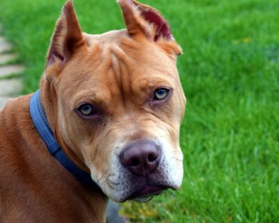 Perché Pitbull aggredisce i bambini? Motivi e soluzioni