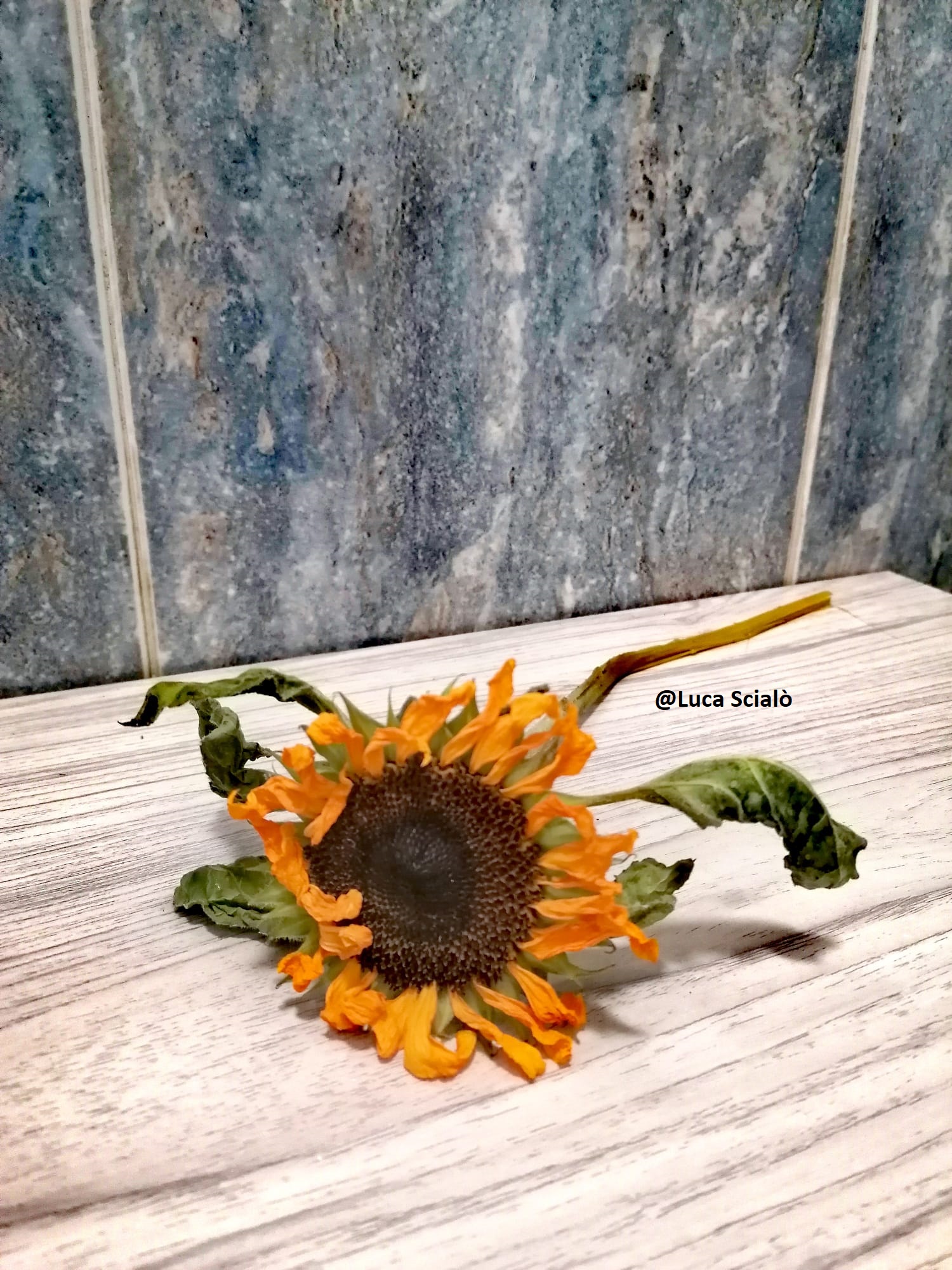 foto di girasole da Lucascialo.it foto di girasole