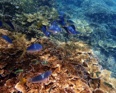 Ramisyllis multicaudata, il verme marino con centinaia di… ani