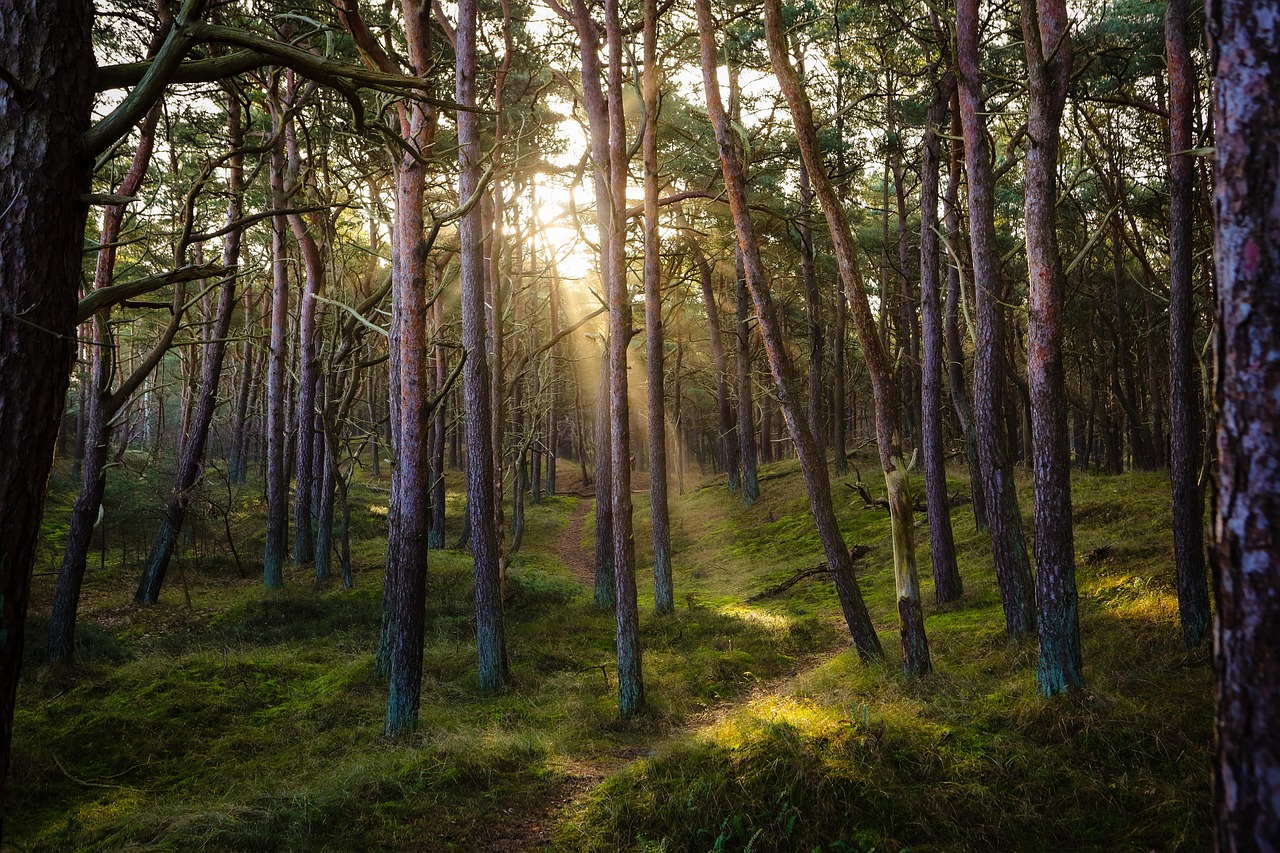 alte temperature anche gli alberi soffrono e rilasciano co da Lucascialo.it alte temperature anche gli alberi soffrono e rilasciano co