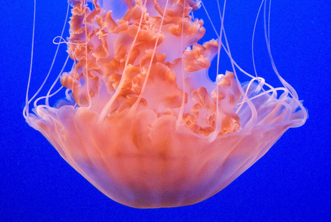 le meduse dormono quanto noi e fanno anche la pennichella da Lucascialo.it le meduse dormono quanto noi e fanno anche la pennichella